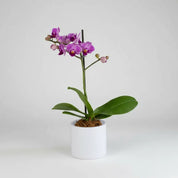 Orquídea Mini Premium Salitre en matera ceramica
