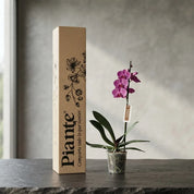 Orquídea Grandi Premium Morada Evolution en Matera de Cultivo