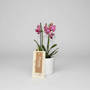 Orquídea Mini Supreme Rojo Lola en matera cerámica