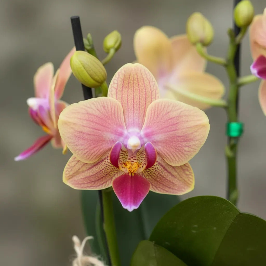 Orquídea Mini Supreme Naranja Sogo Jisso en matera cerámica