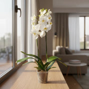 Orquídea Grandi supreme Blanco Nottingham