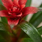 Bromelia Guzmania Grandi Sunny Time