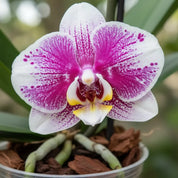 Orquídea Grandi Supreme Barcelona en Matera Ceramica Acanalada