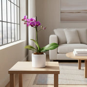 Orquídea Mini Premium Salitre en matera ceramica