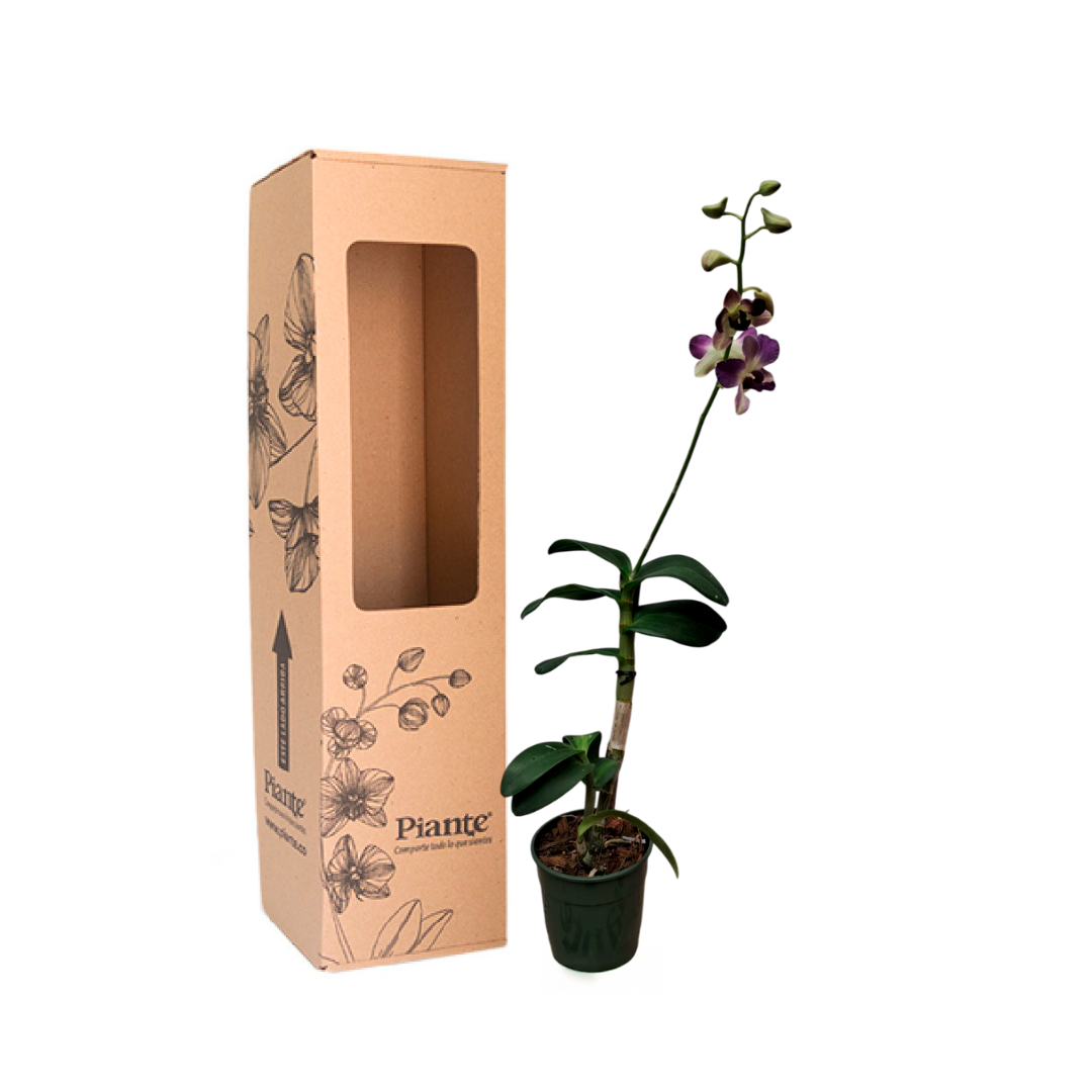 Dendrobiums_9cfb2d79-b340-411d-8b68-d572dd77d74c.png