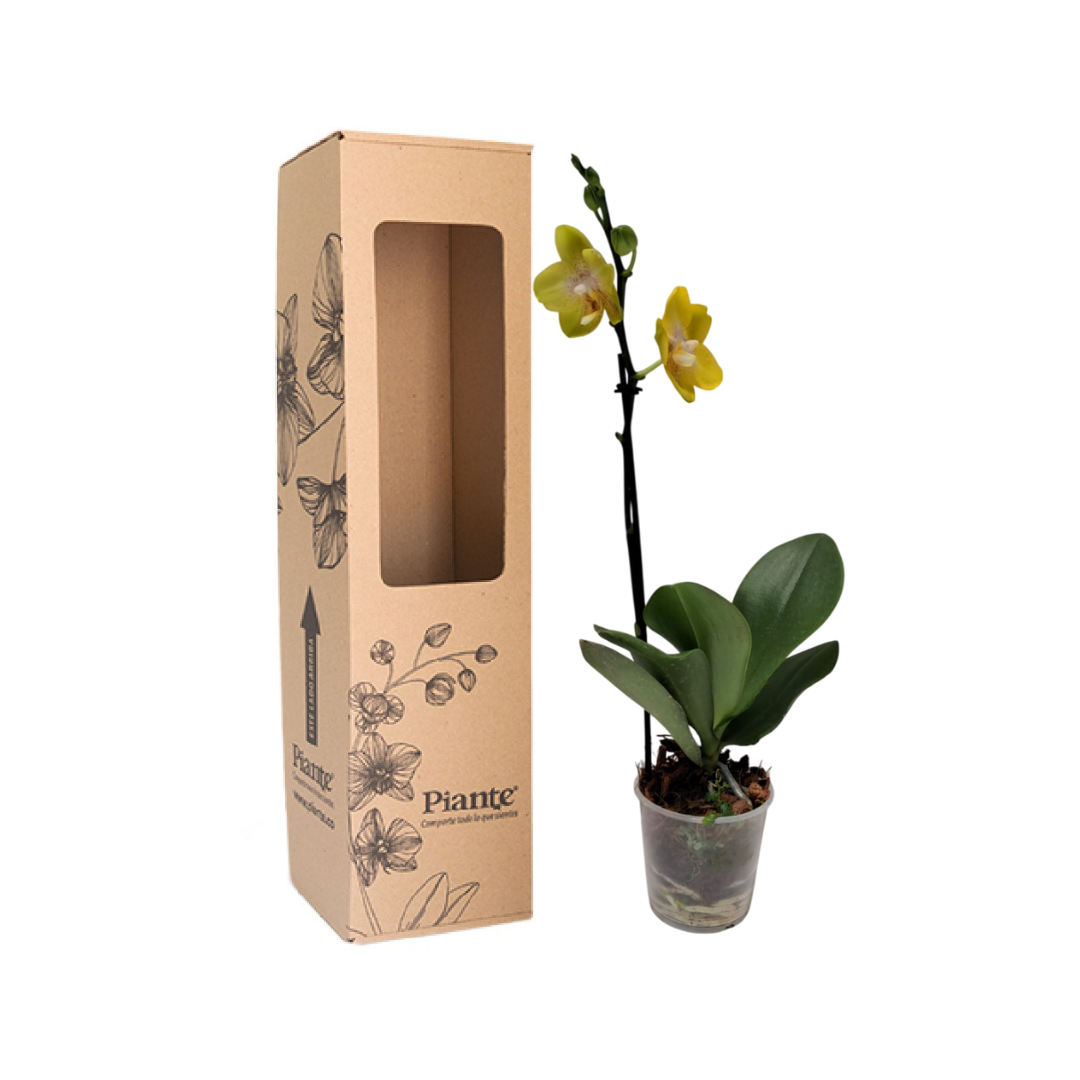 Orquídea Midi PREMIUM AMARILLO Lima