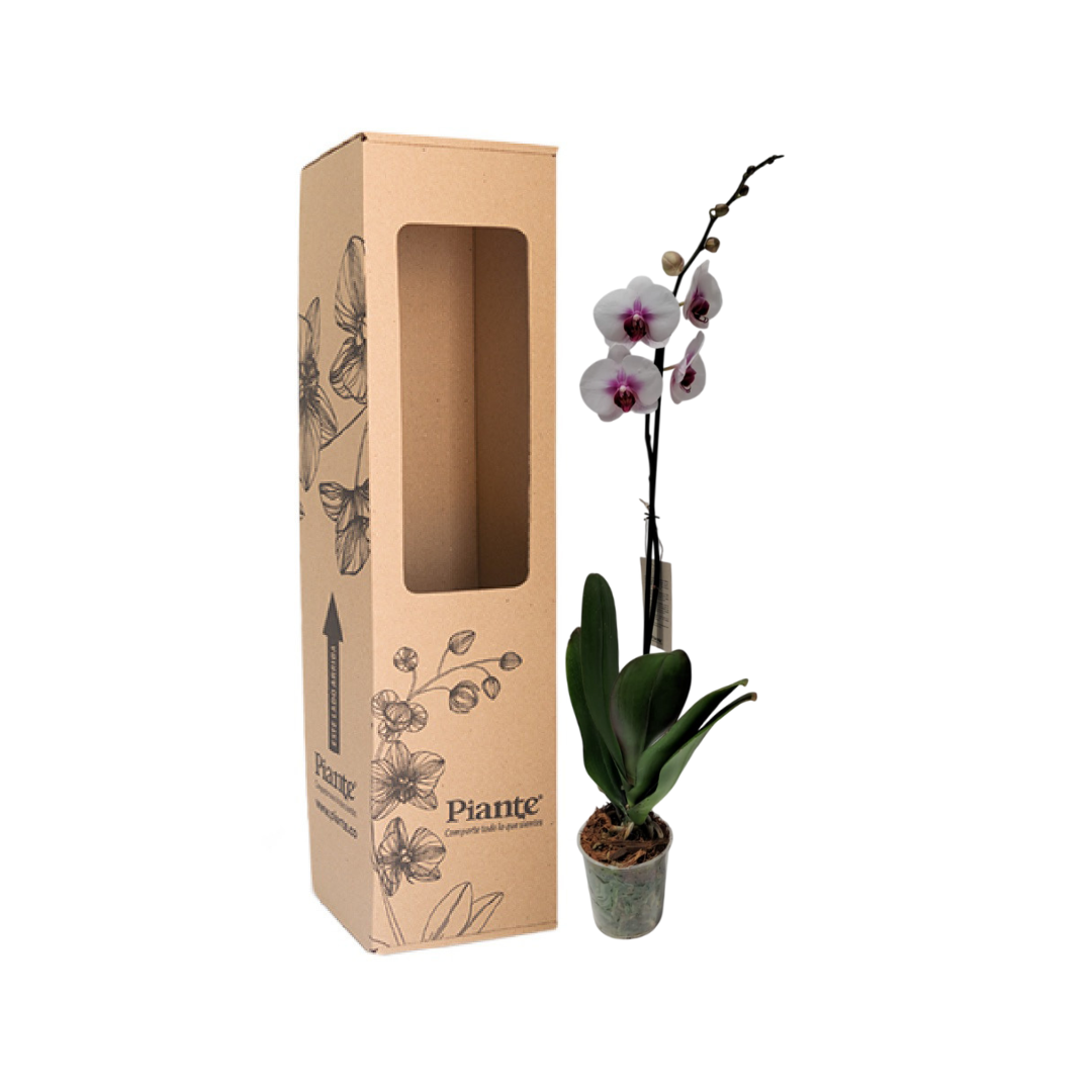 Orquídea Grandi premium BLANCO LABIO ROJO Denver