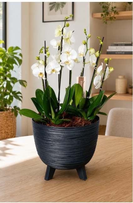 Arreglo de Orquídeas Grandis Supreme Blancas en Matera Furu Antracita