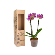 Orquídea Mini Supreme Exotica Salitre