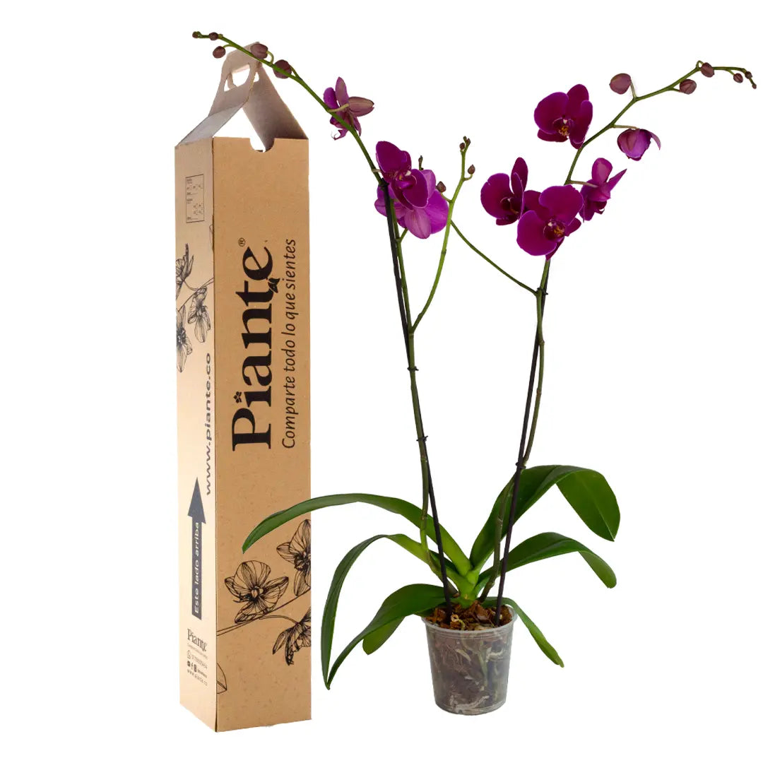 Orquídea Morada Supreme Stellenbosch con dos varas florales elegantes