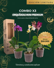 Combo x3 Orquídeas Mini Premium en Matera de Cultivo.
