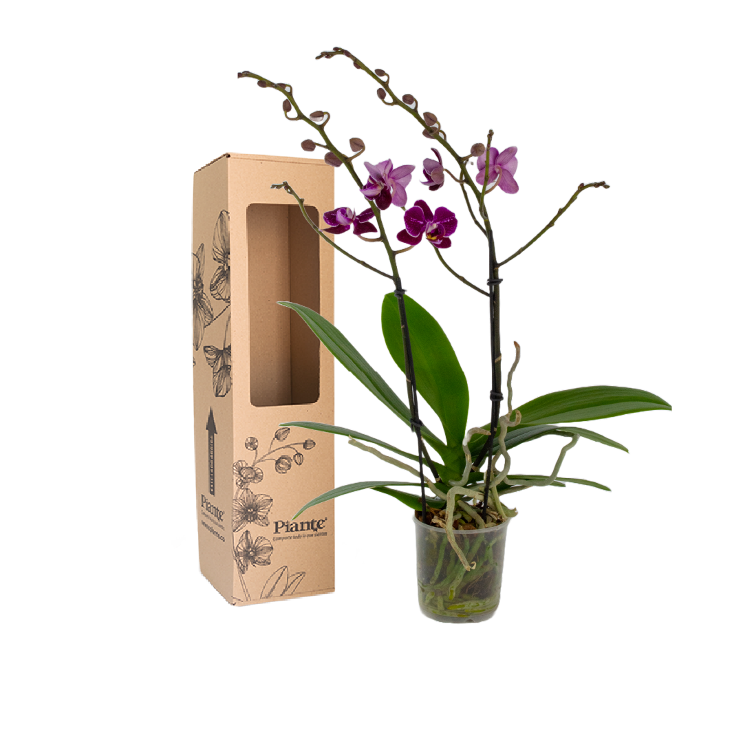 Orquídea Midi Supreme Exotica Toluca