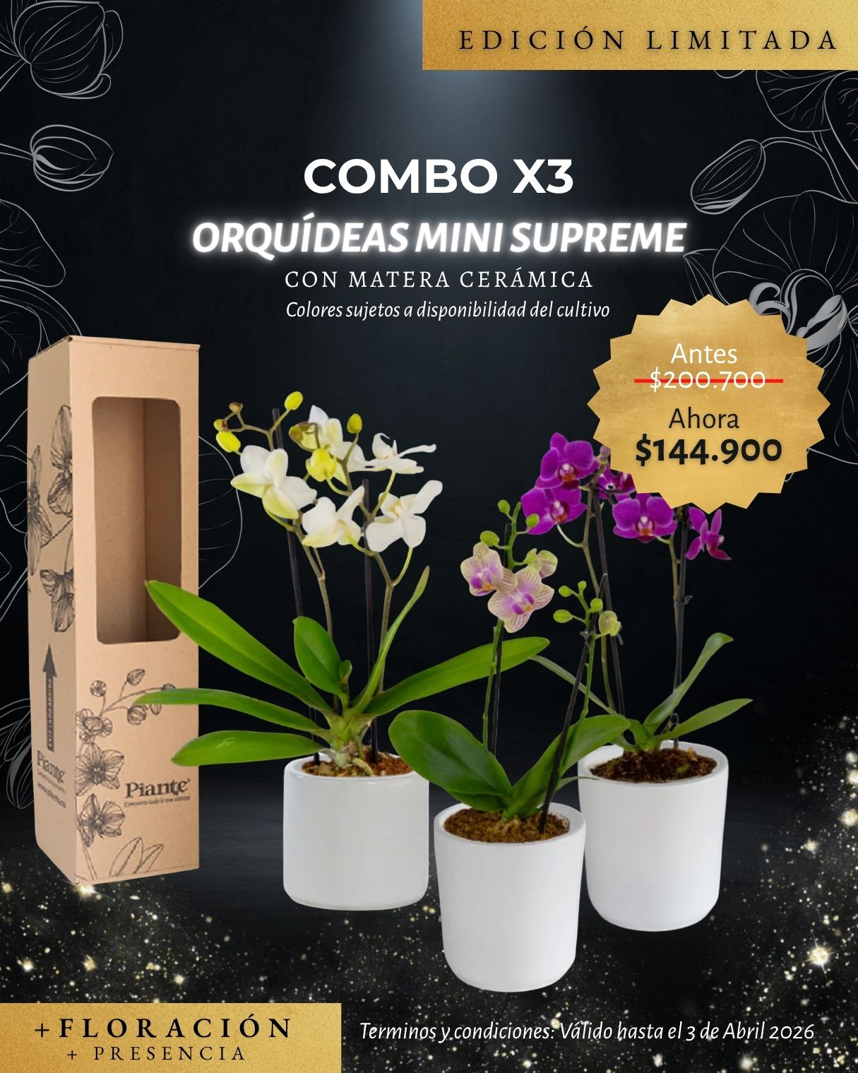 Combo x3 Orquídeas Mini Supreme en Matera Cerámica