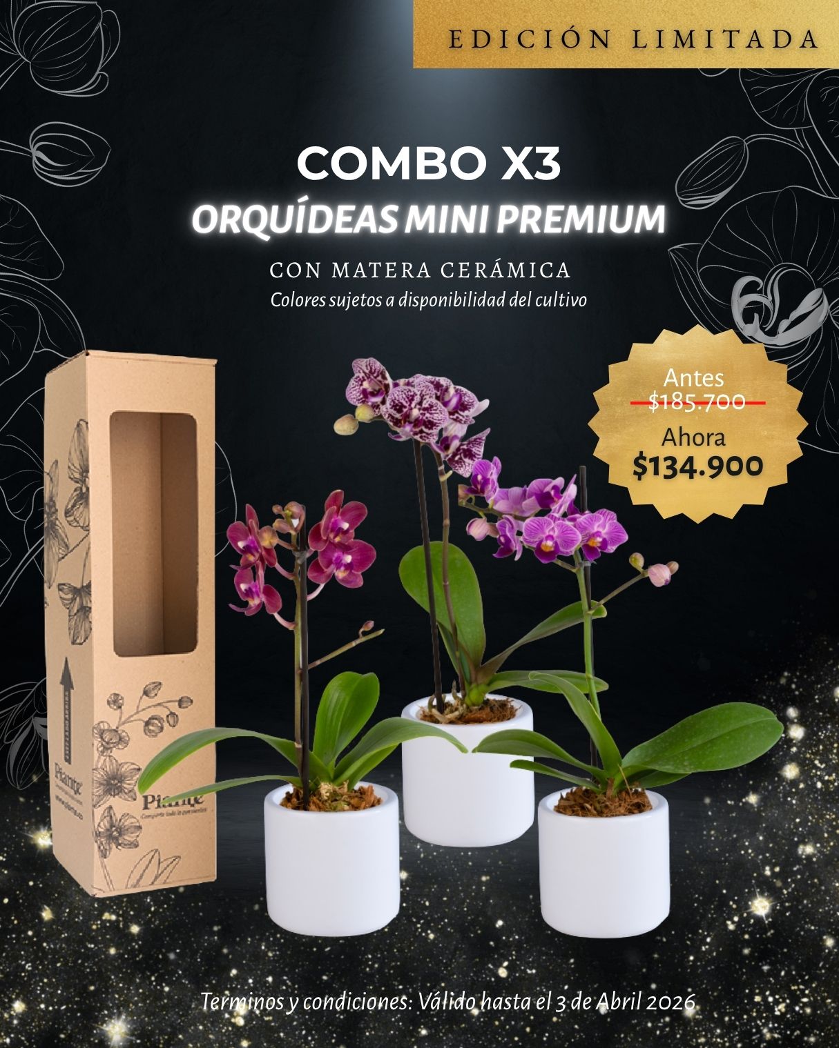 Combo x3 Orquídeas Mini Premium en Matera Ceramica