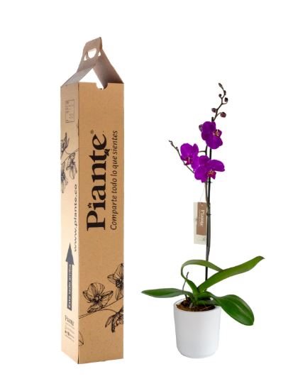 Orquídea Grandi Premium Morado Johannesburg