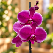 Orquídea Grandi supreme MORADO Johannesburg en matera cerámica