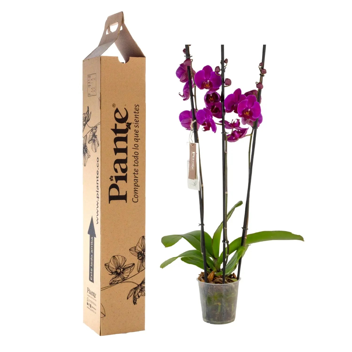 Orquídea Grandi Elite Morado Oudshoorn