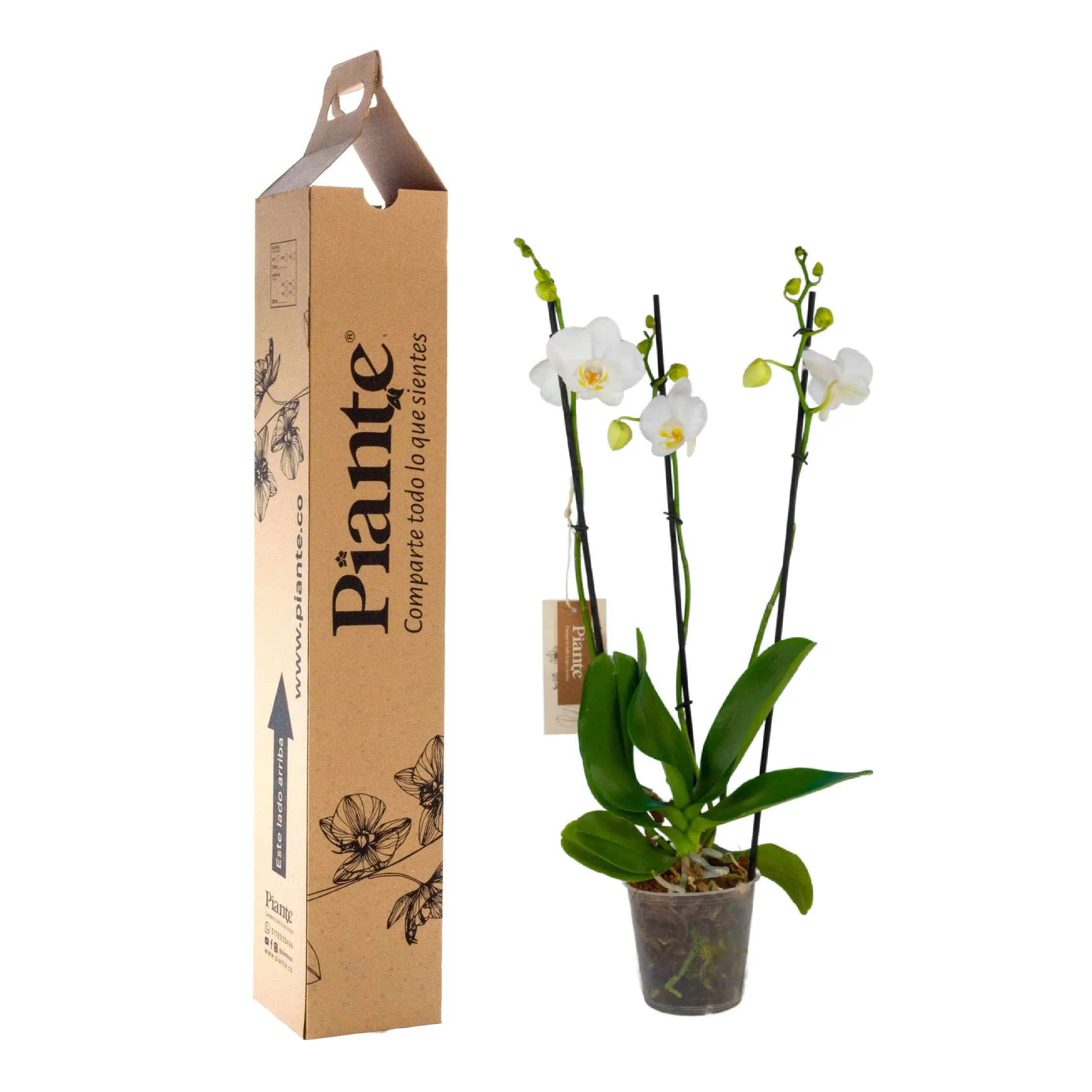 Orquídea Grandi elite Blanco Nottingham