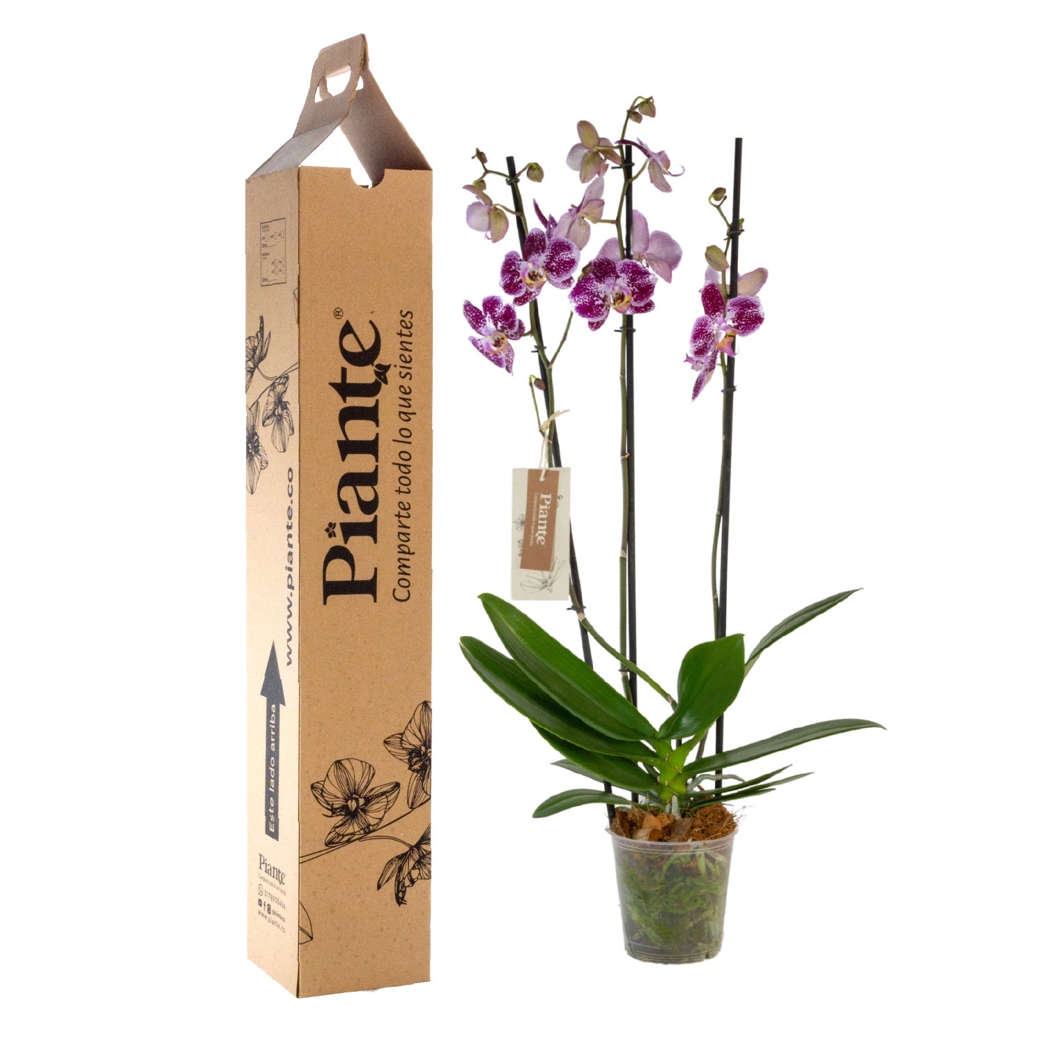 Orquídea Grandi Elite Exotica Reims