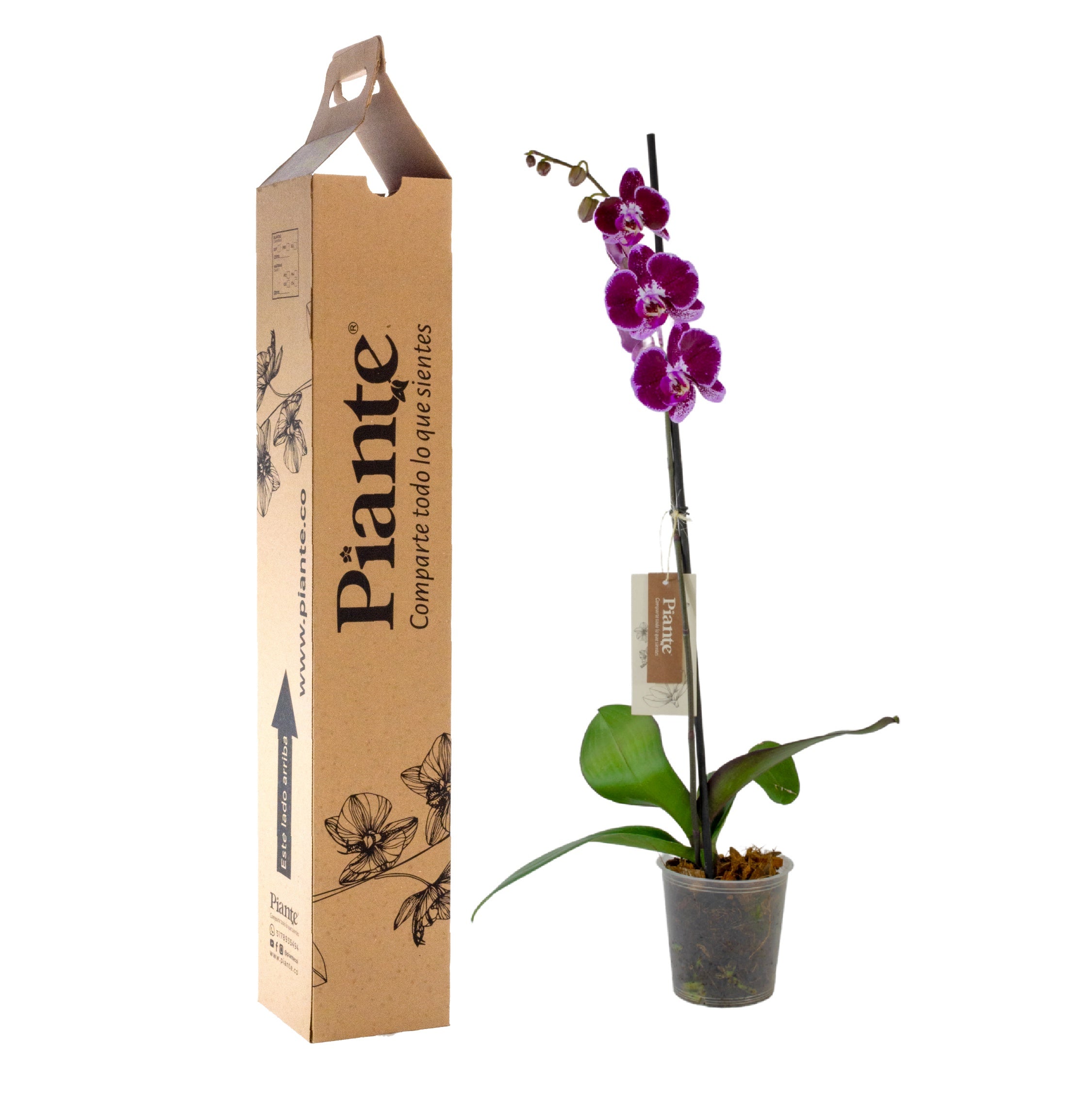 Orquídea Grandi premium MORADO Colmar