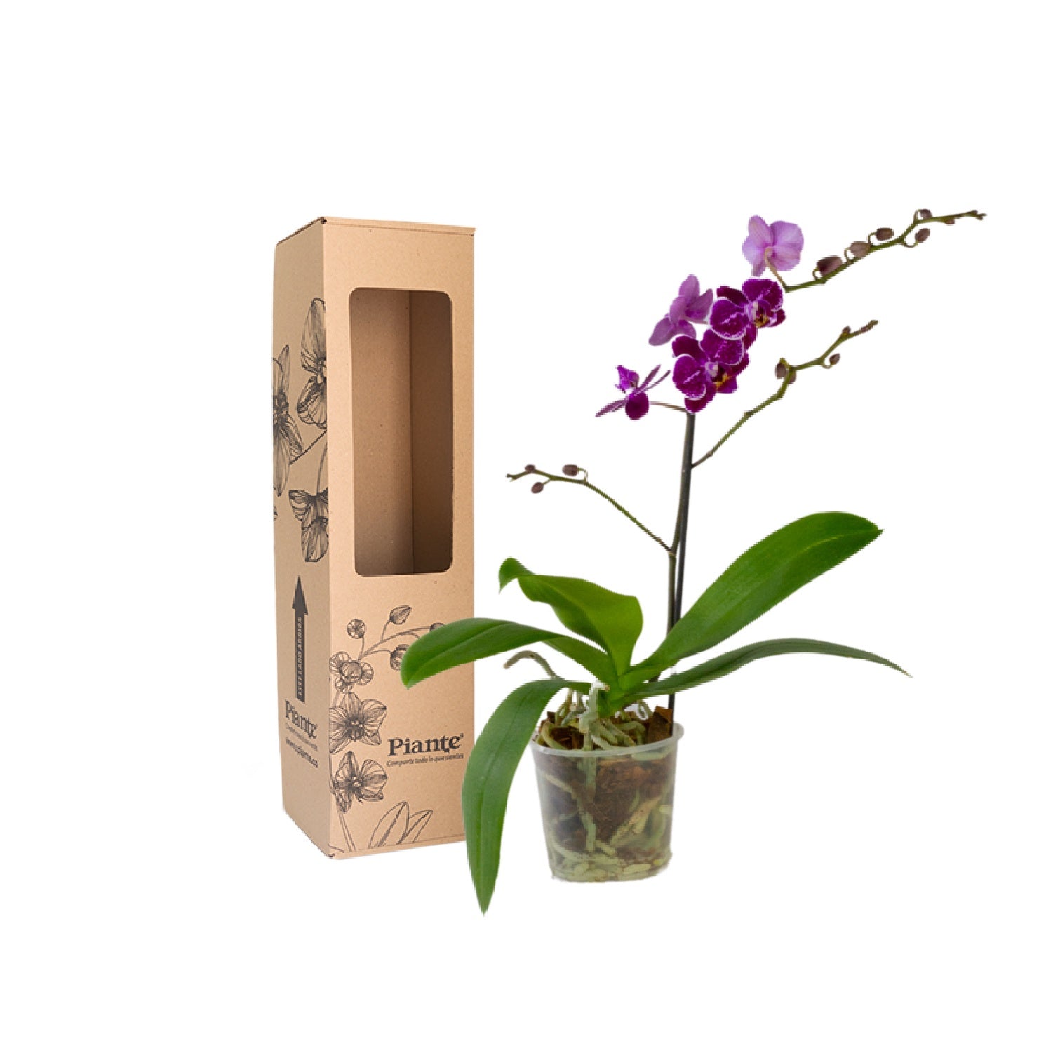 Orquídea Midi Premium Morada Toluca