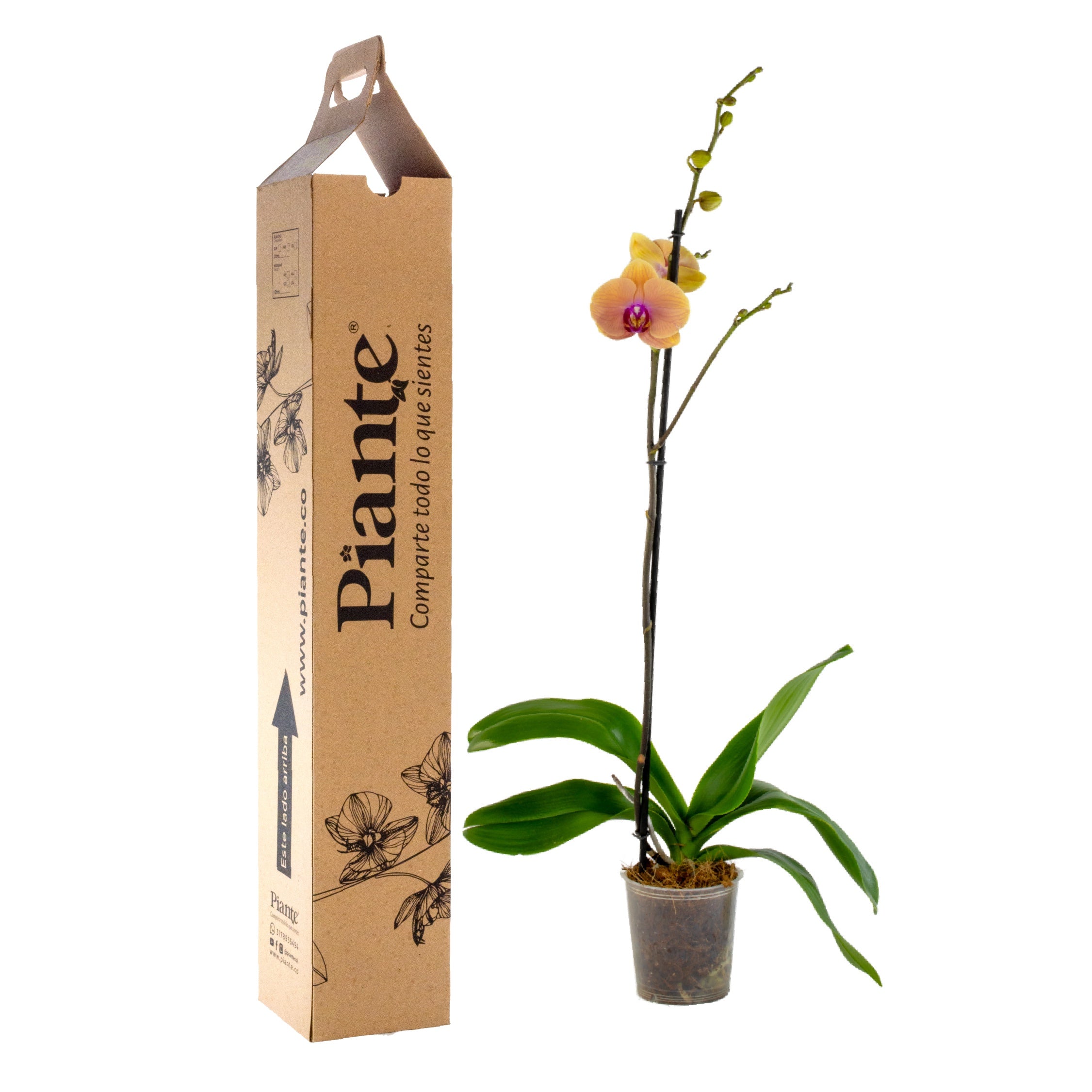 Orquídea Grandi premium Salmon Caribean Dream