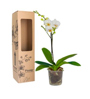 Orquídea Midi Premium Blanca Puppy