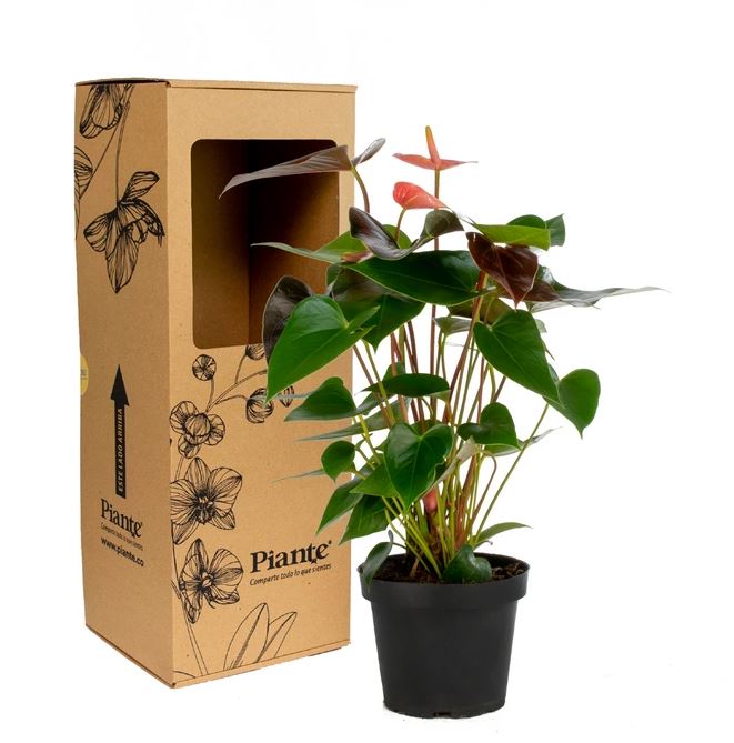 Anthurio Midi Exotico Lipa Altima