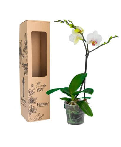 Orquídea Midi Premium Blanco-Rojo Little Spirit