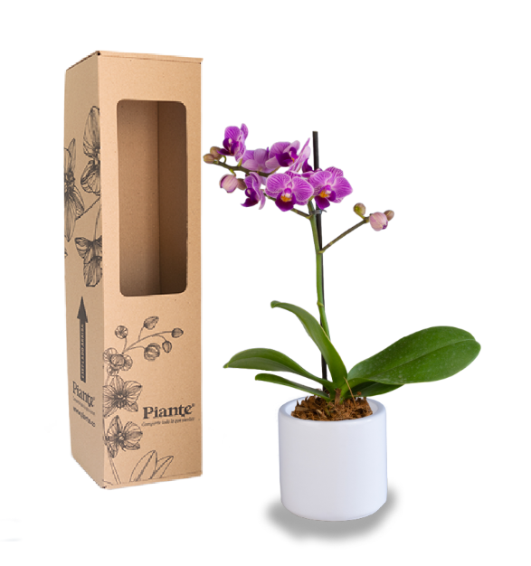 Orquídea Mini Premium en matera ceramica