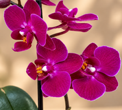 Orquídea Midi Premium Morado Merida