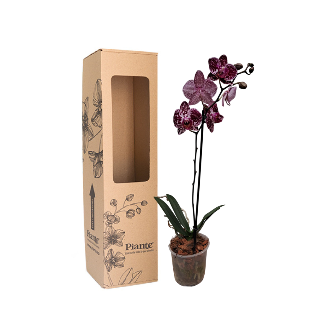 Orquídea midi premium Monterrey exótico