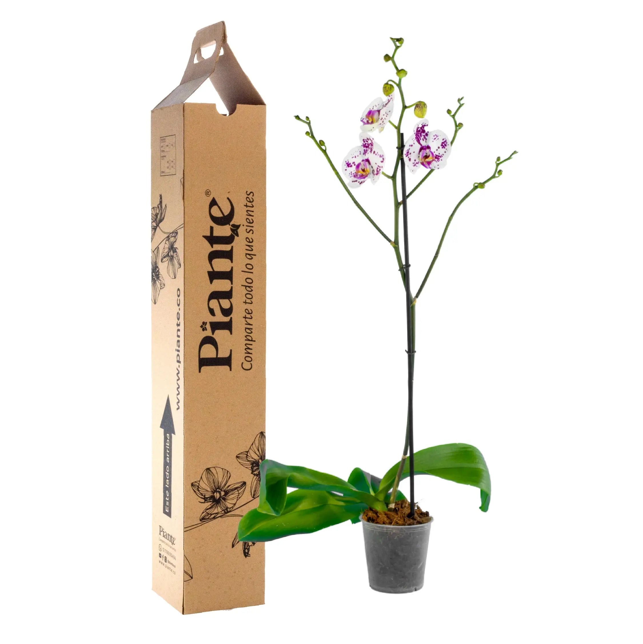 Orquídea Grandi premium Exotica Calypso