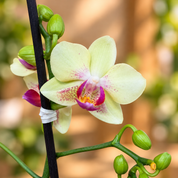 Orquídea Midi Supreme Amarilla Neon Magic