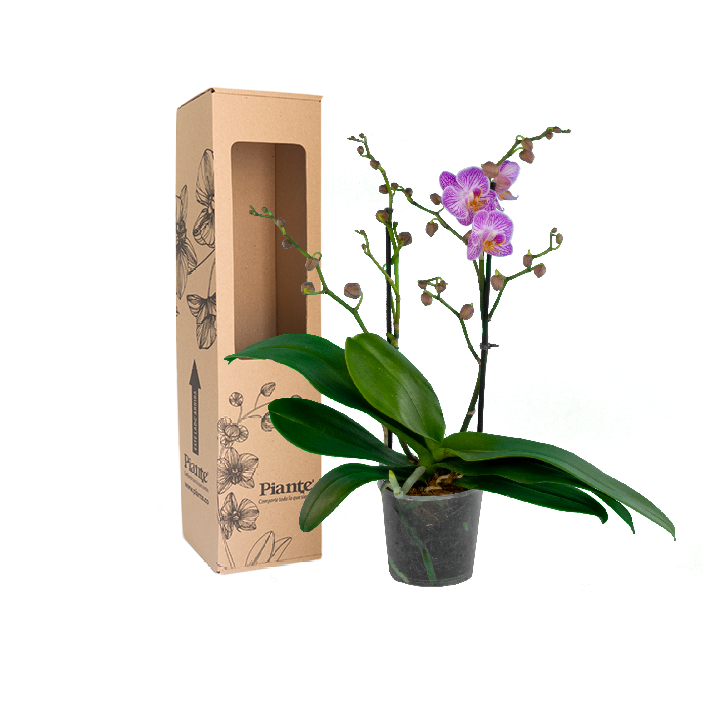Orquídea Midi SUPREME MORADO Honeybee