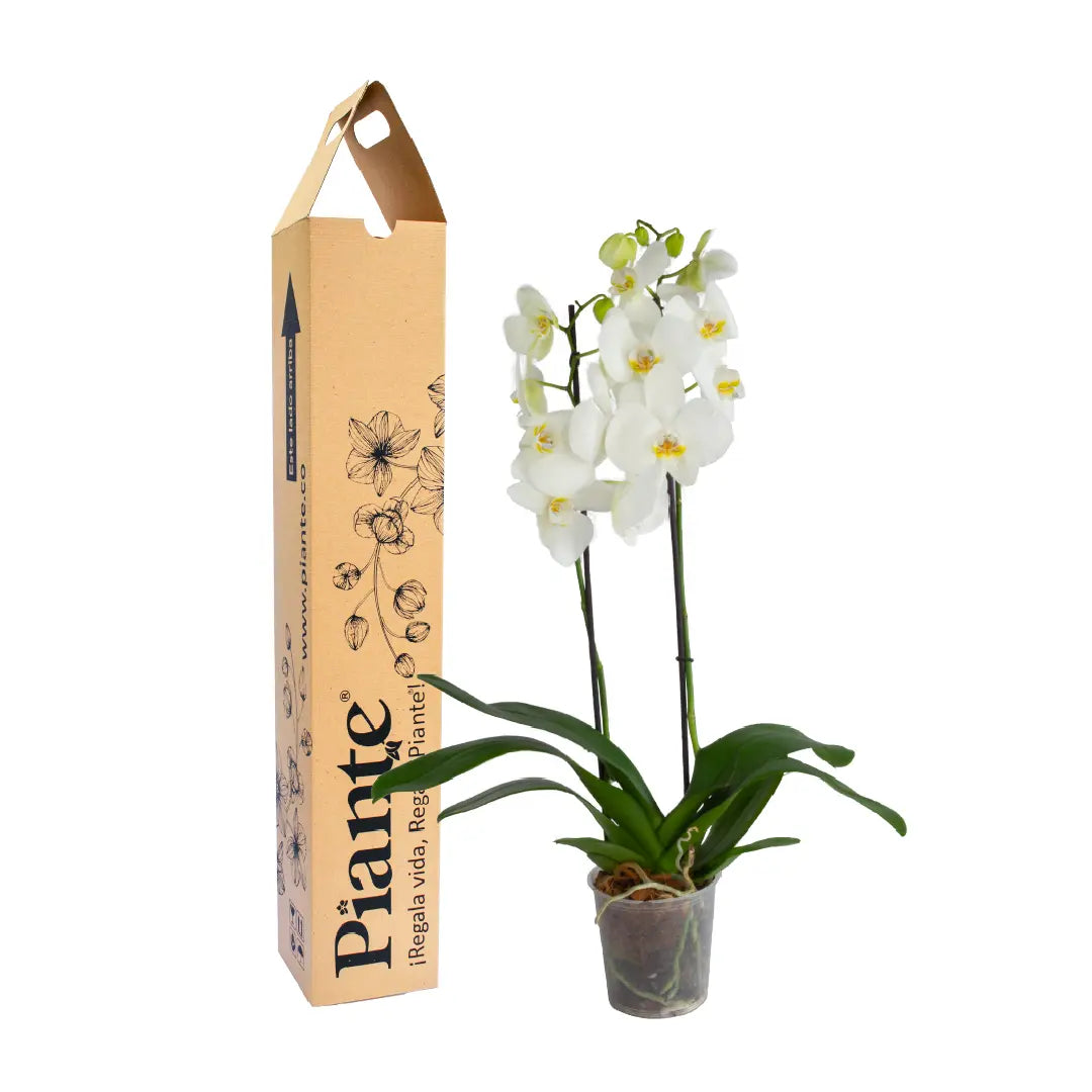 Orquídea Blanca Supreme Nottingham con dos varas florales