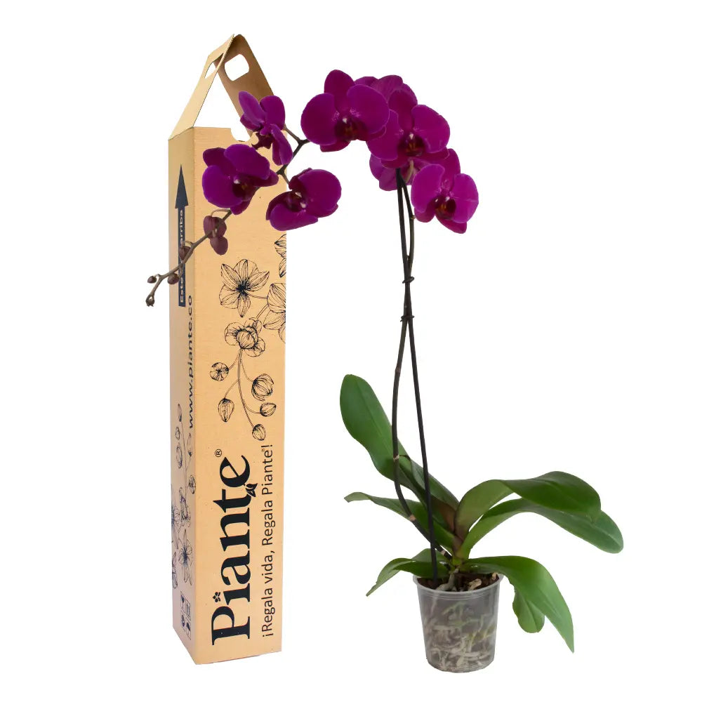Orquídea Premium Morada Stellenbosch con vara floral elegante