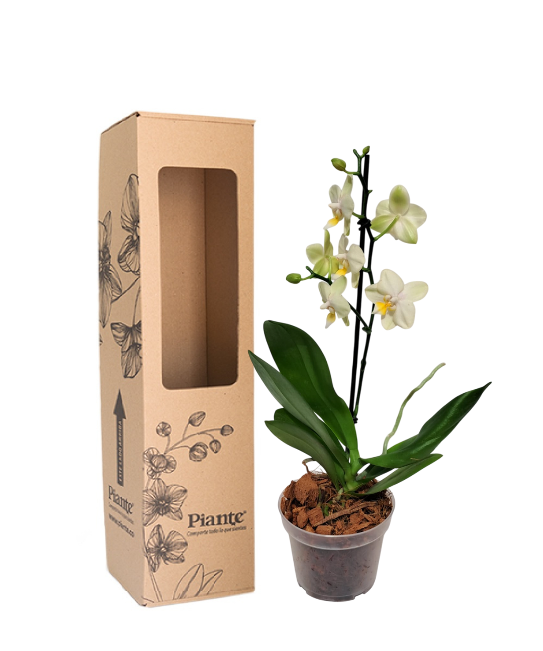 ORQUIDEAMIDIPREMIUMAMARILLOVOLTERRA.png