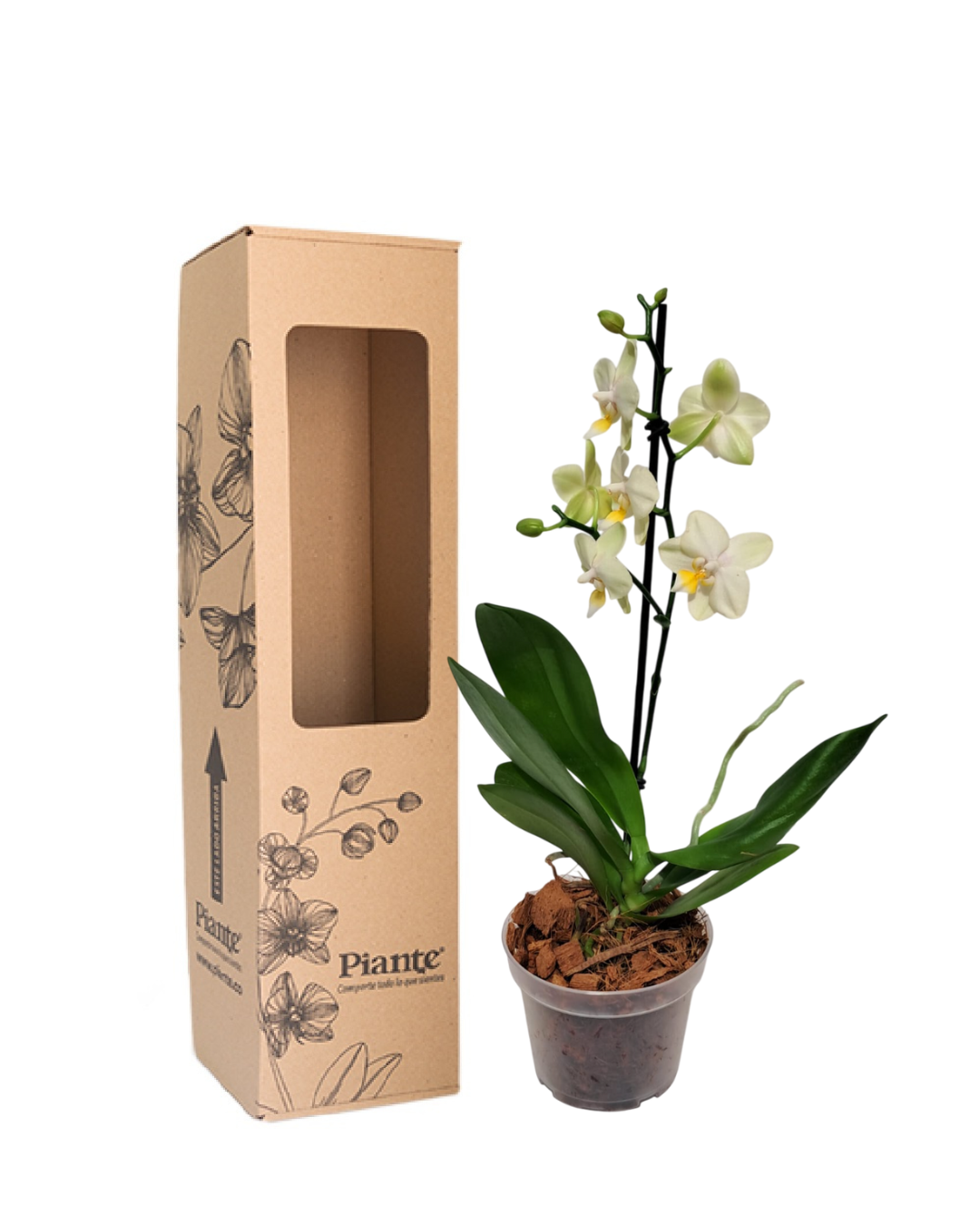 Orquídea Midi PREMIUM AMARILLO Volterra