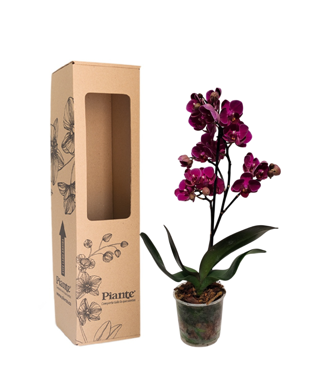 ORQUIDEAMIDIPREMIUMMORADOQUEENSTON.png