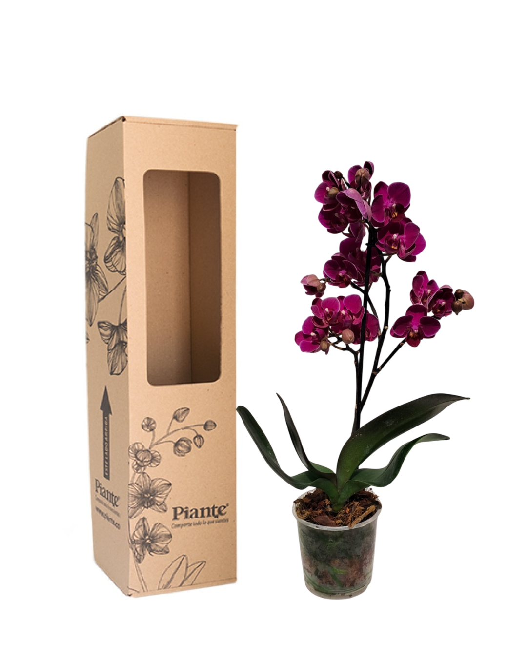 Orquídea Midi PREMIUM MORADO Queenstone