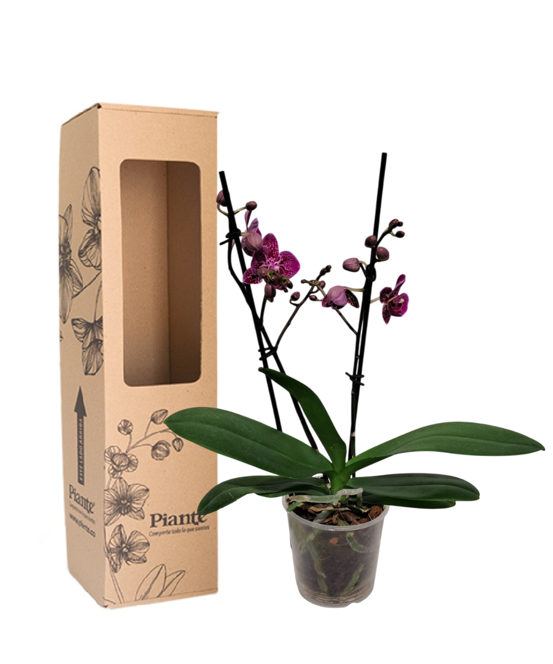 ORQUIDEAMIDISUPREMEMONTERREYEXOTICO.png