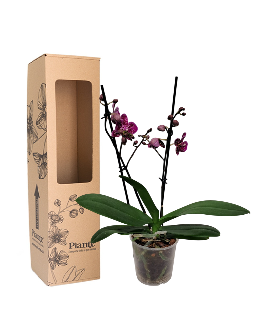ORQUÍDEA MIDI SUPREME MONTERREY EXOTICO