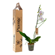 Orquídea Grandi premium Exotica Palamos
