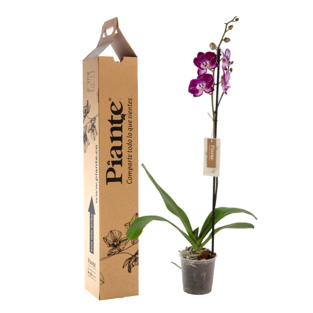 Orquídea Grandi PREMIUM MORADO REIMS