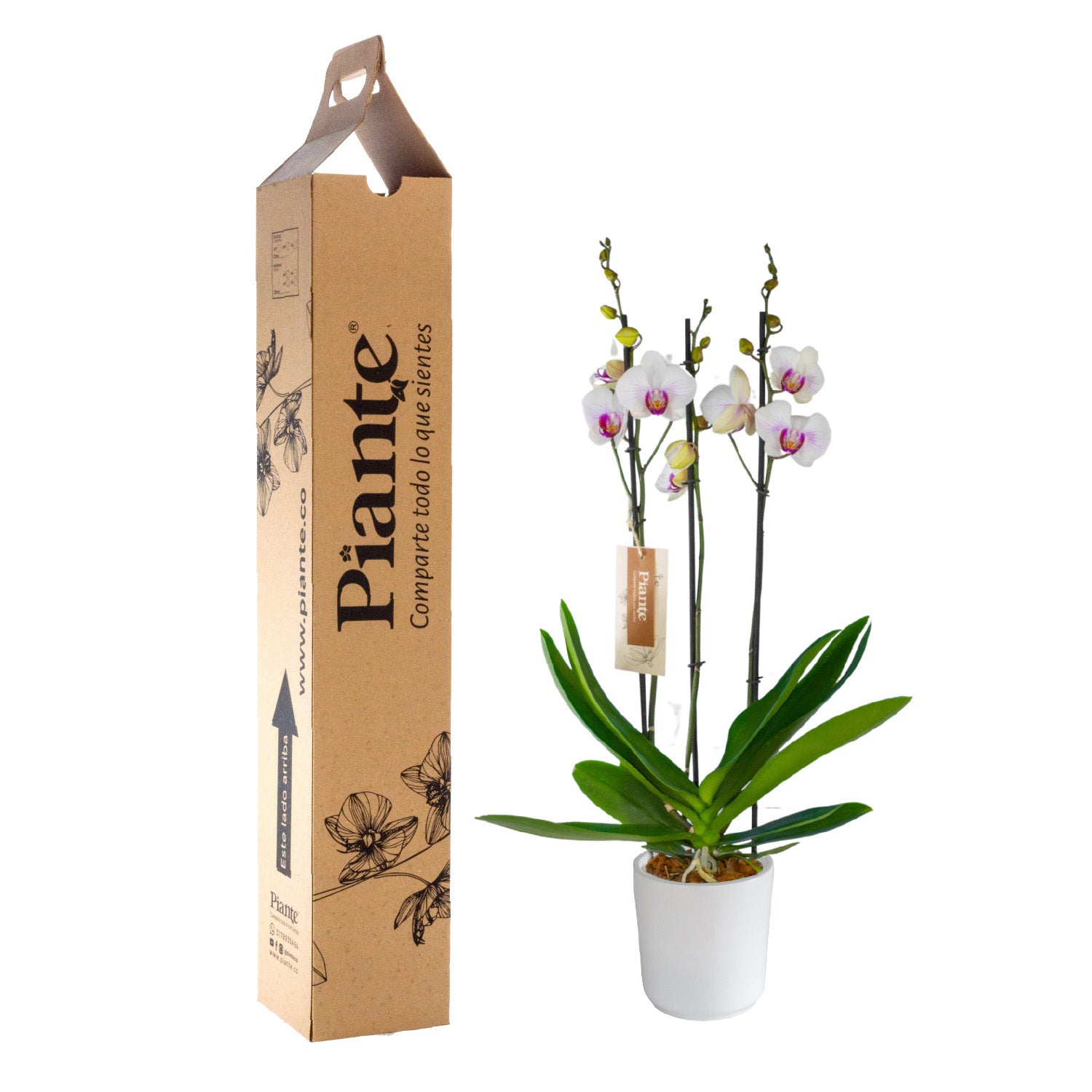 Orquídea Grandi elite BLANCO LABIO ROJO Mountion en matera cerámica