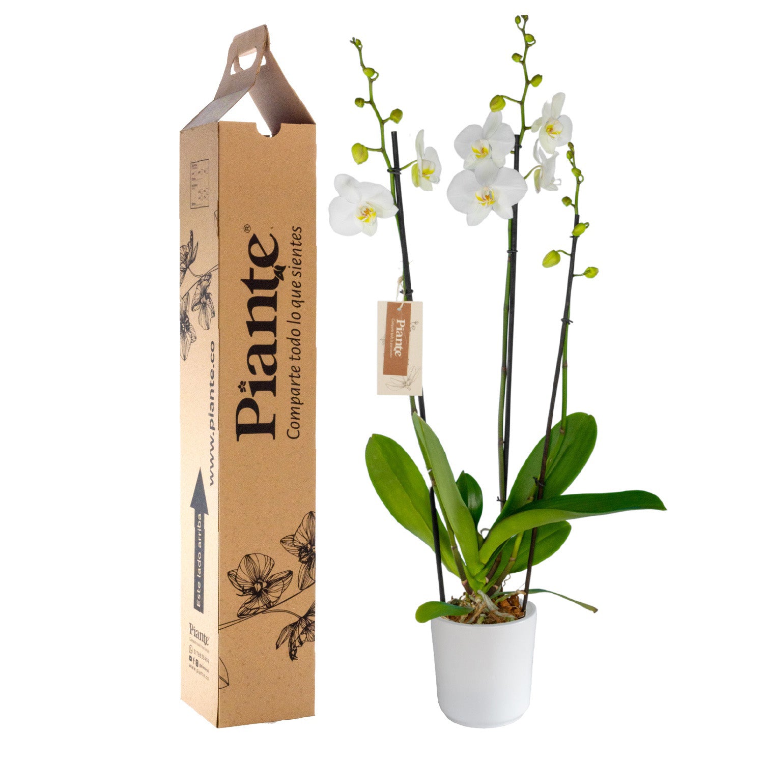 OrquideaGrandieliteBLANCOLeedsenmateraceramica.jpg