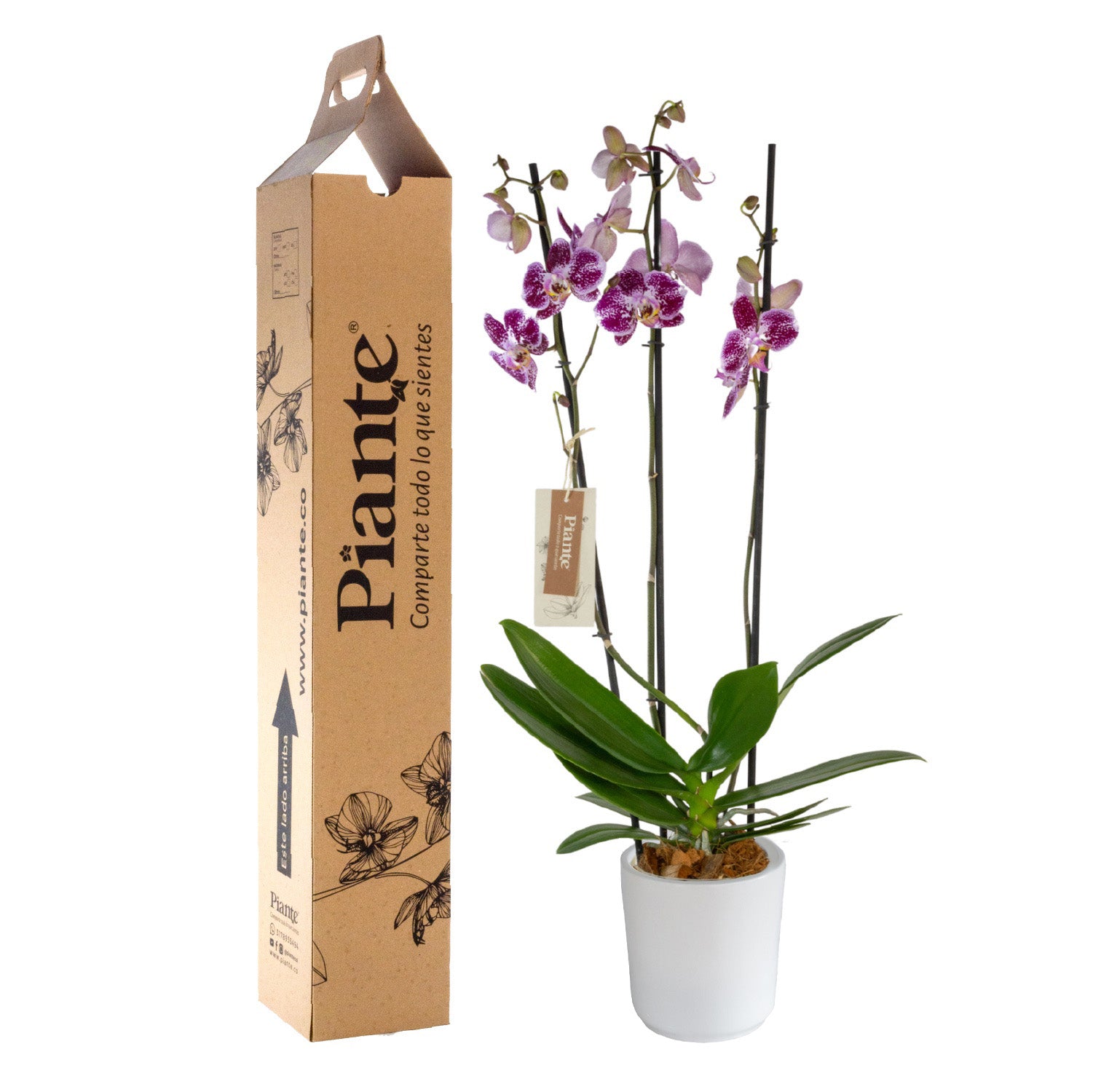 OrquideaGrandieliteEXOTICAReimsenmateraceramica.jpg