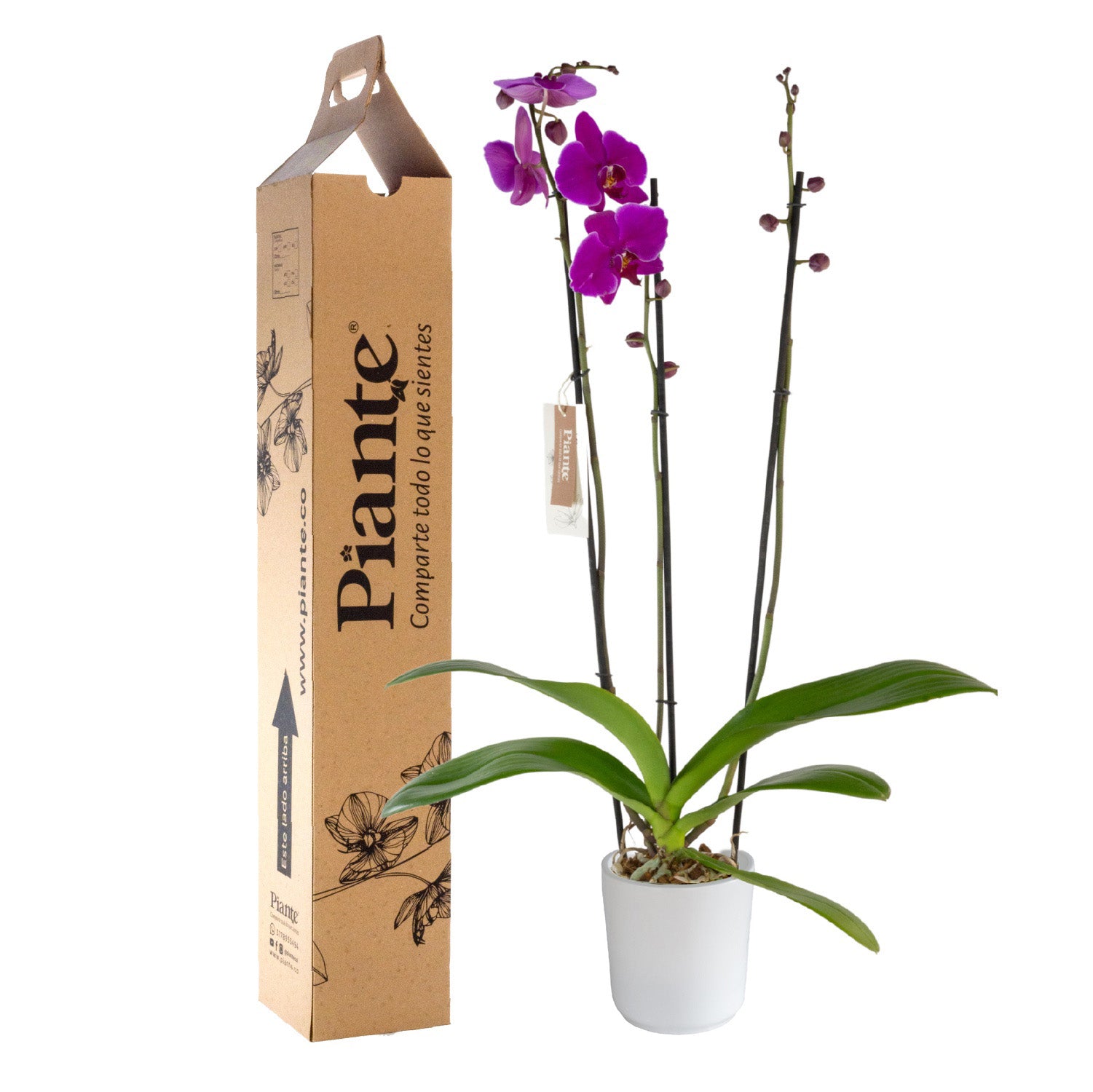 Orquídea Grandi elite MORADO Johannesburg en matera cerámica