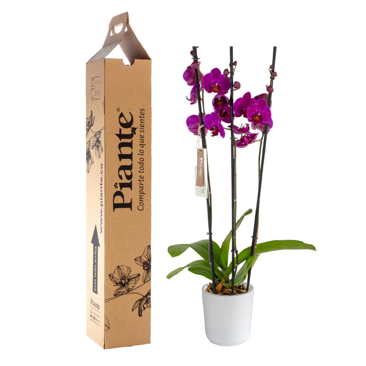 OrquideaGrandieliteMORADOOudtshoornenmateraceramica.jpg